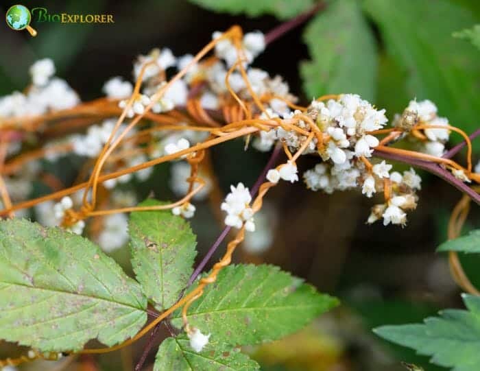 Dodder Flowers