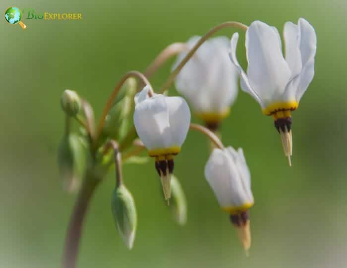 Dodecatheon Media Flowers