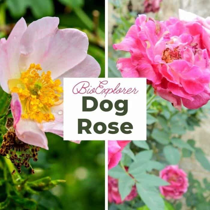 Dog Rose