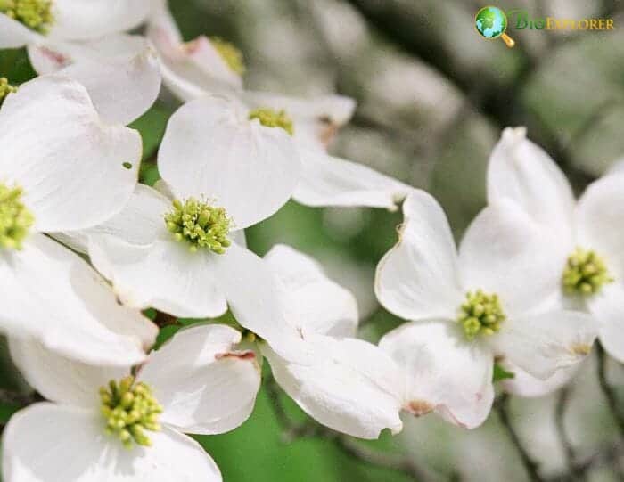 Dogwood Flowers