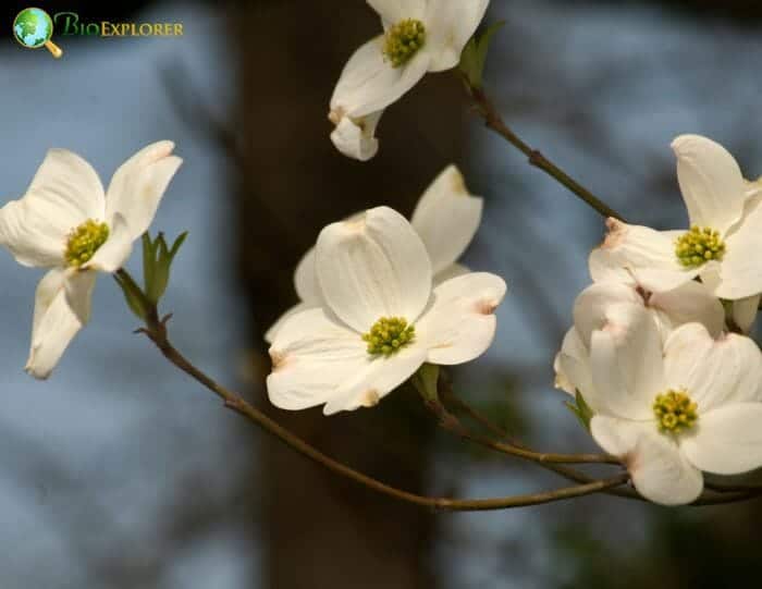 Dogwood Flowers