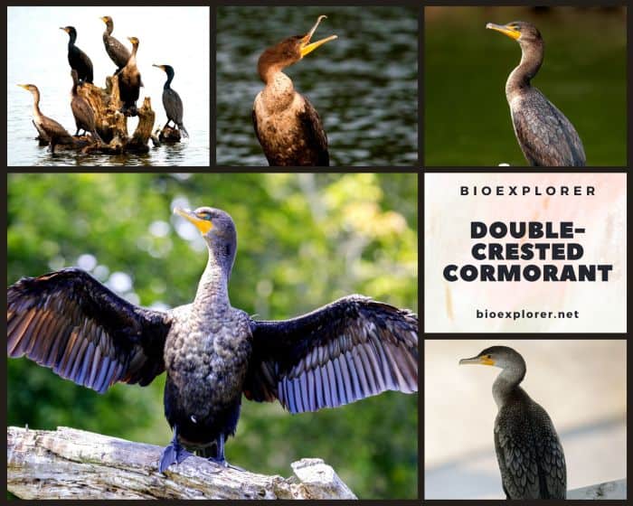 Double Crested Cormorant