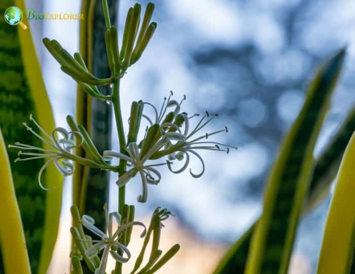 Dracaena Trifasciata