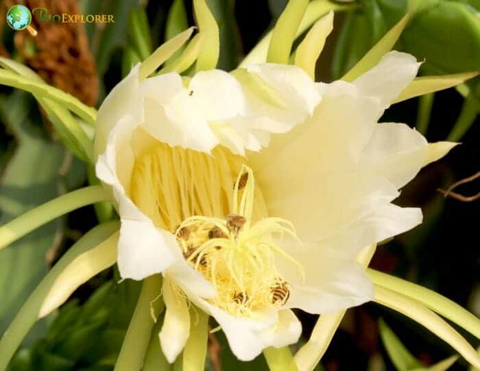 Dragon Root Flower