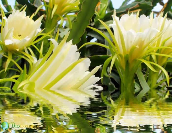 Dragon Root Flowers