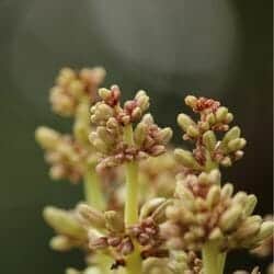 Dragon tree flower (Paulowniaceae)