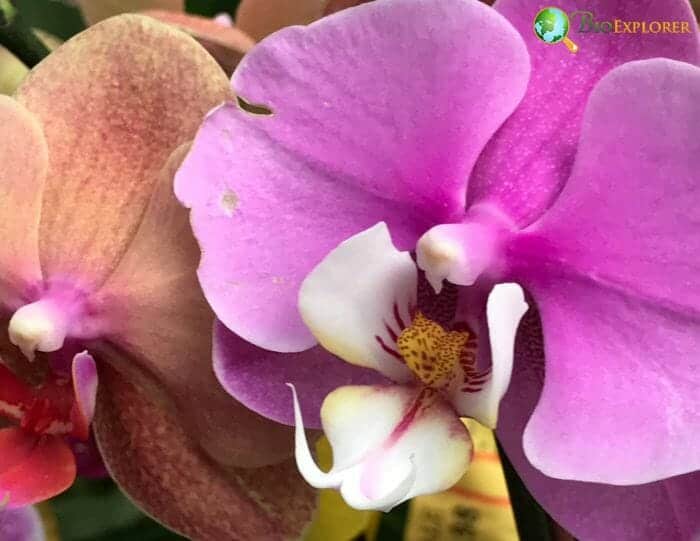 Dragon's Tongue Flowers