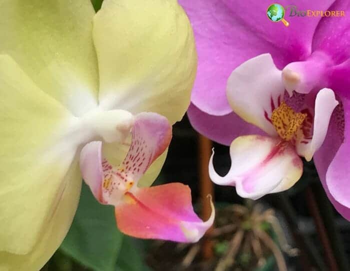 Dragon's Tongue Flowers