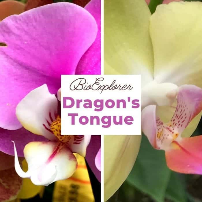 Dragon's Tongue