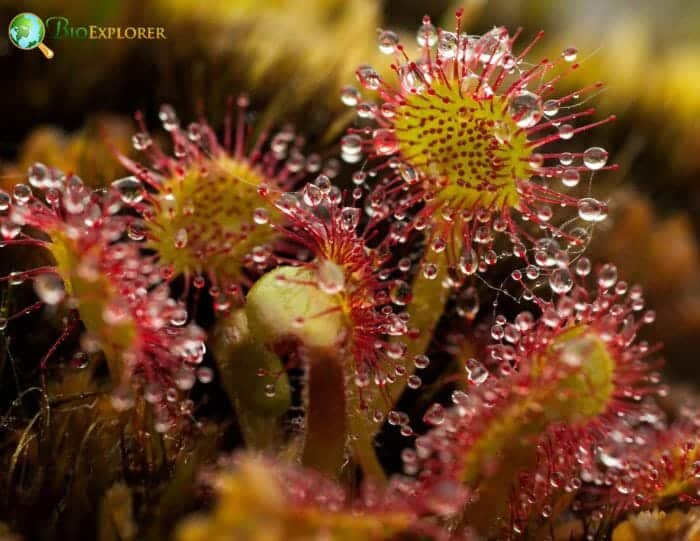 Drosera Rotundifolia