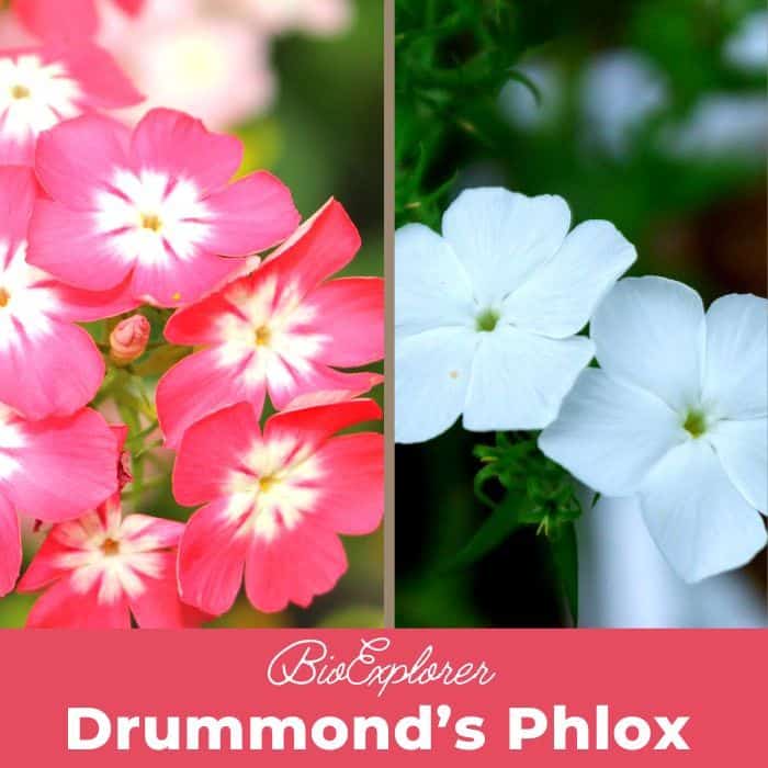 Drummond’s Phlox