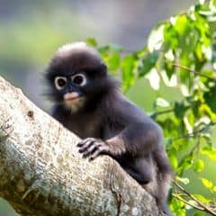 Dusky Langur