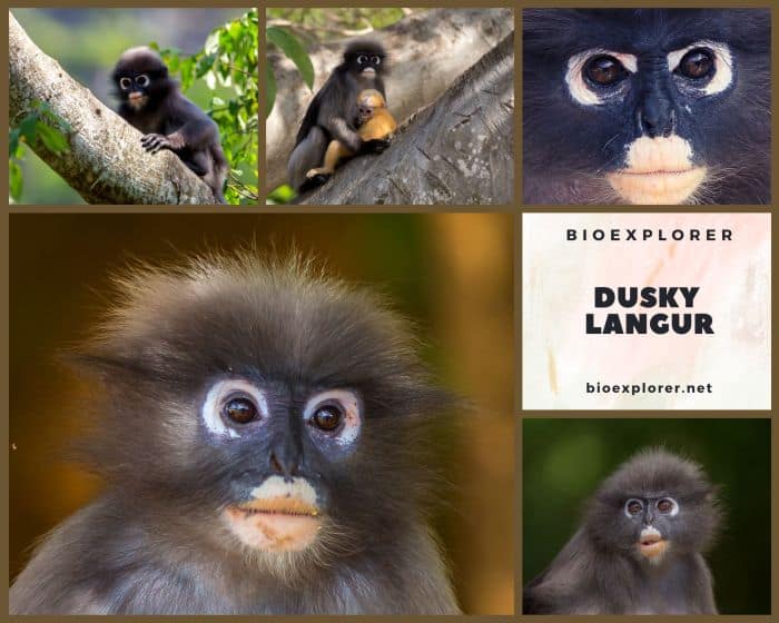 Dusky Langur