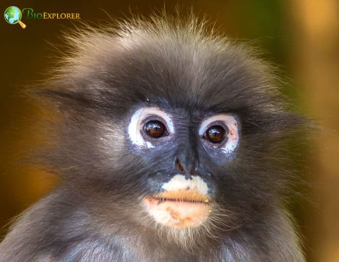 Dusky Langur