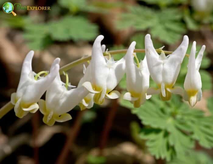 Dutchman's Breeches Flowers