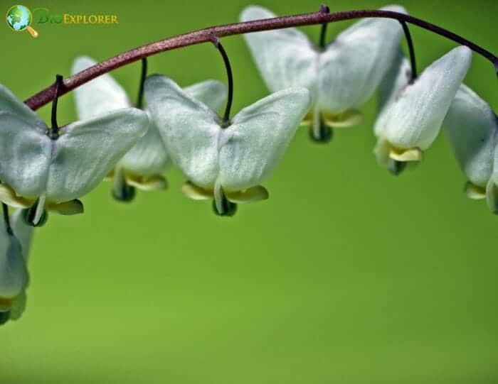 Dutchman's Breeches