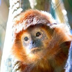 East Javan Langur