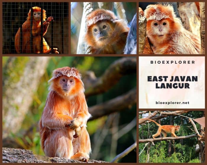 East Javan Langur