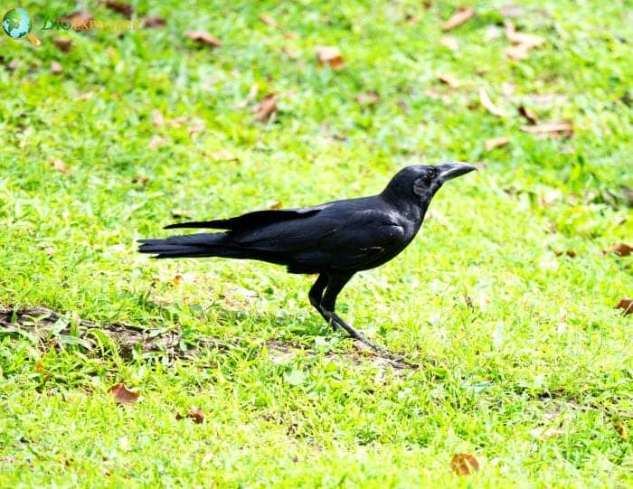 Eastern Jungle Crow