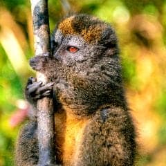 Eastern Lesser Bamboo Lemur