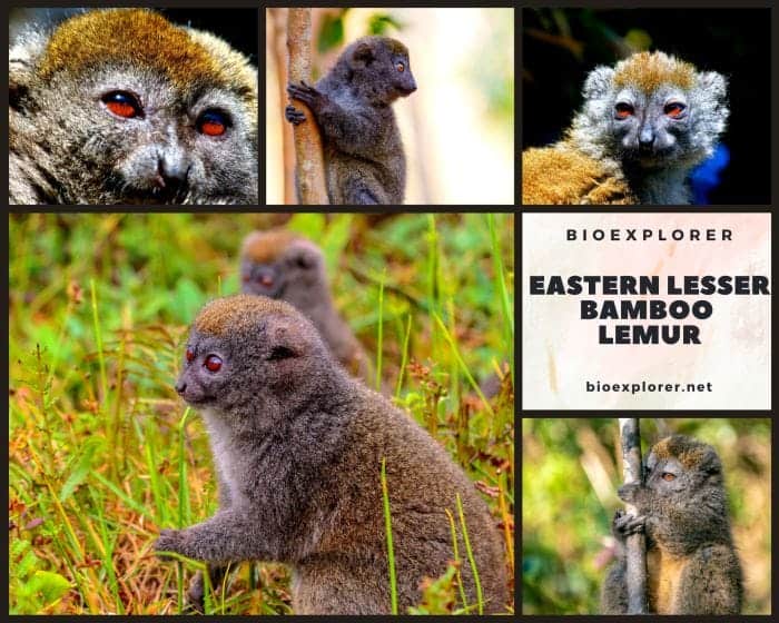 Eastern Lesser Bamboo Lemur