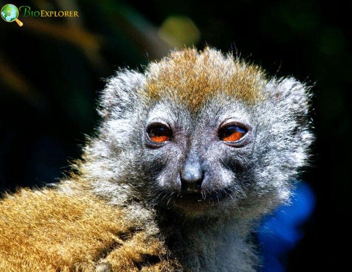 Eastern Lesser Bamboo Lemur