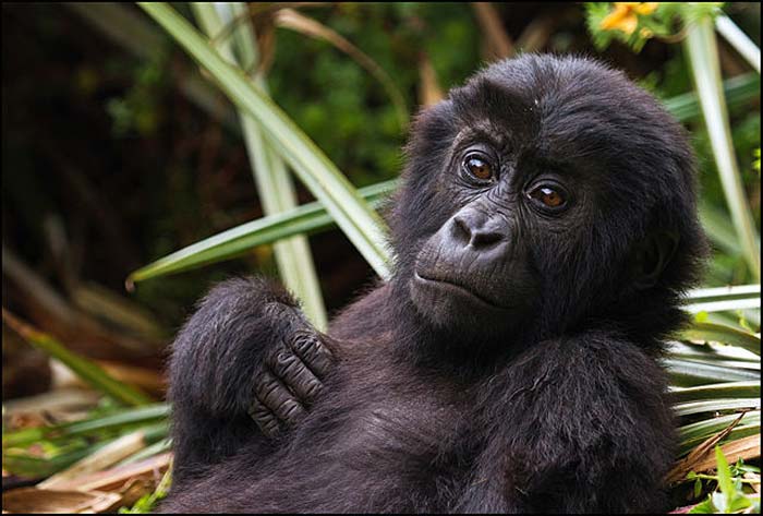 Eastern Lowland Gorilla