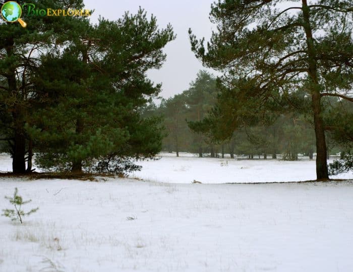 Eastern White Pine Conservation Status and Efforts