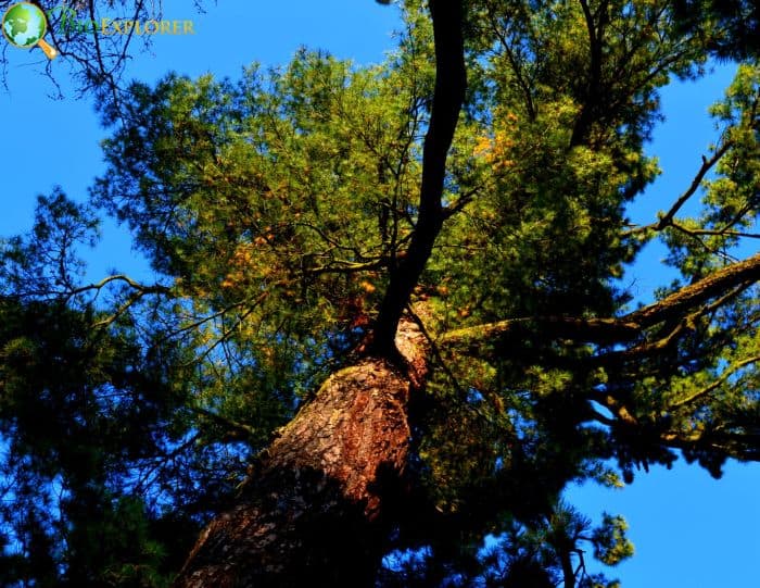 Eastern White Pine Growth Rate and Lifespan