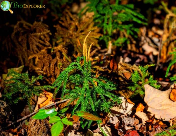 Eastern White Pine Reproduction and Growth Process