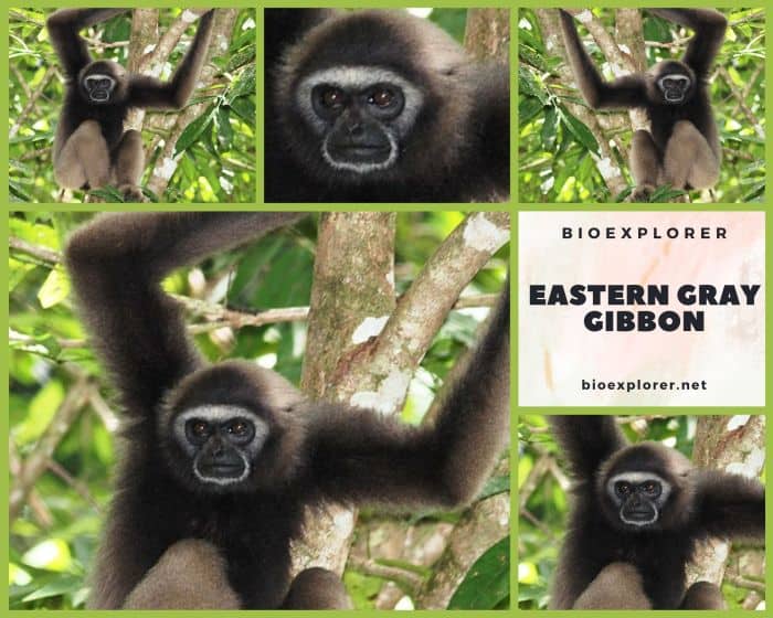 Eastern Gray Gibbon