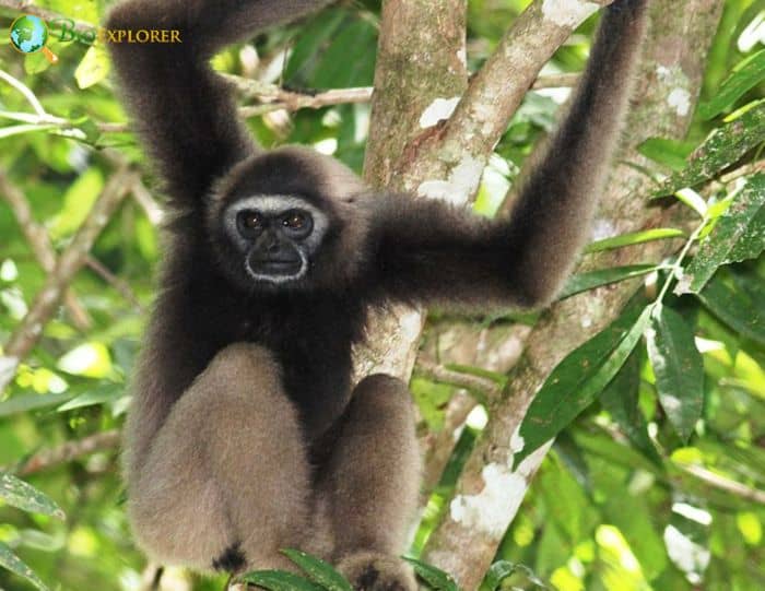 Eastern Gray Gibbon F