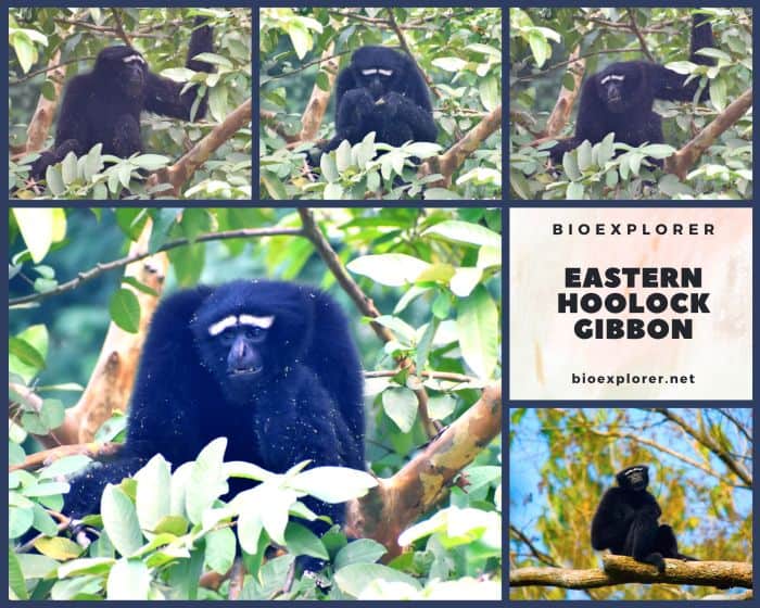 Eastern Hoolock Gibbon