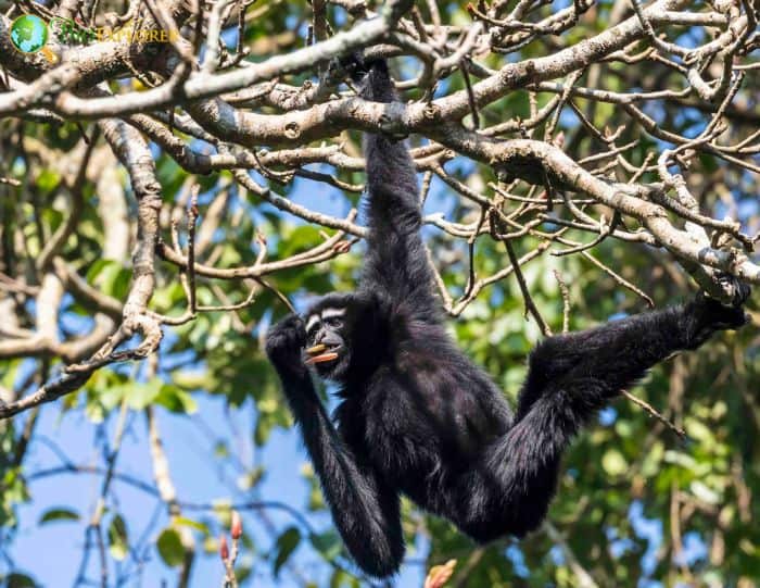 Eastern Hoolock Gibbon