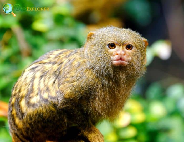 Eastern Pygmy Marmoset 