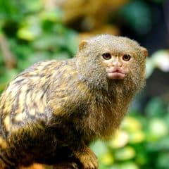 Eastern pygmy marmoset