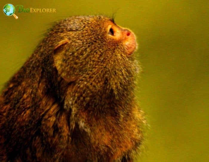 Eastern Pygmy Marmoset