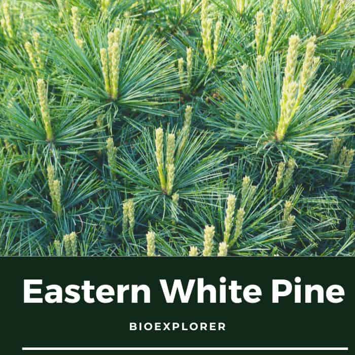 Eastern White Pine