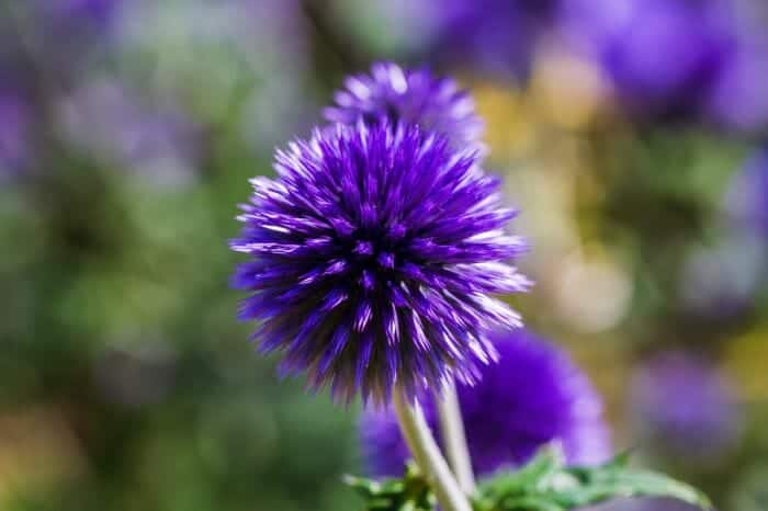 Echinops Ritro