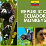 Ecuador Monkeys