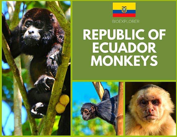 Ecuador Monkeys