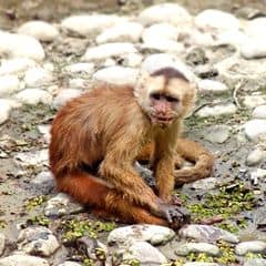 Ecuadorian White-fronted Capuchin