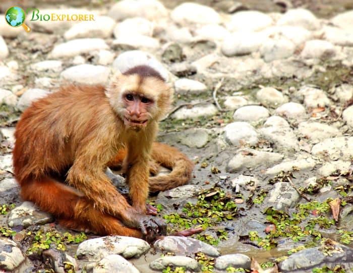 Ecuadorian Capuchin