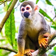 Ecuadorian Squirrel Monkey