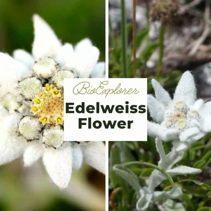 Edelweiss