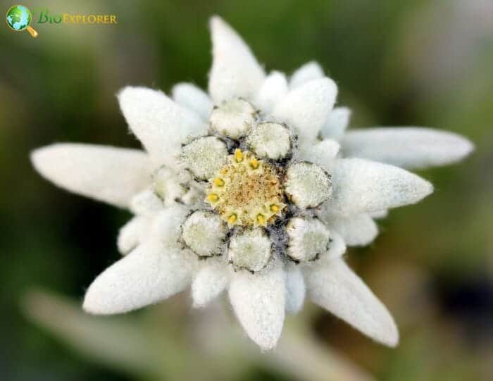 Edelweiss Flower