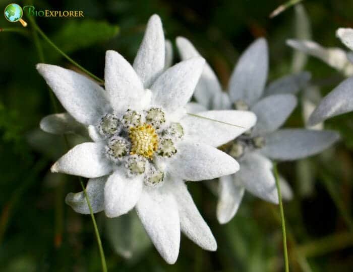 Edelweiss Flowers