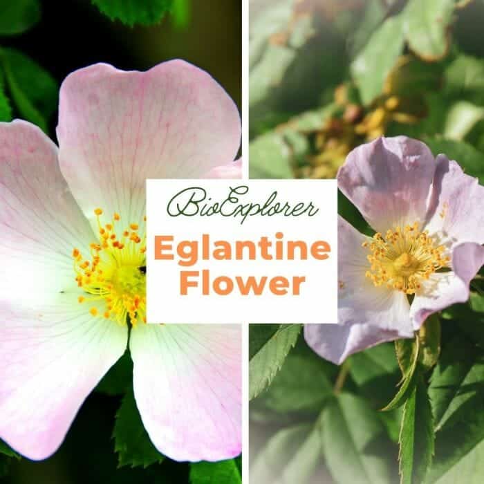 Eglantine