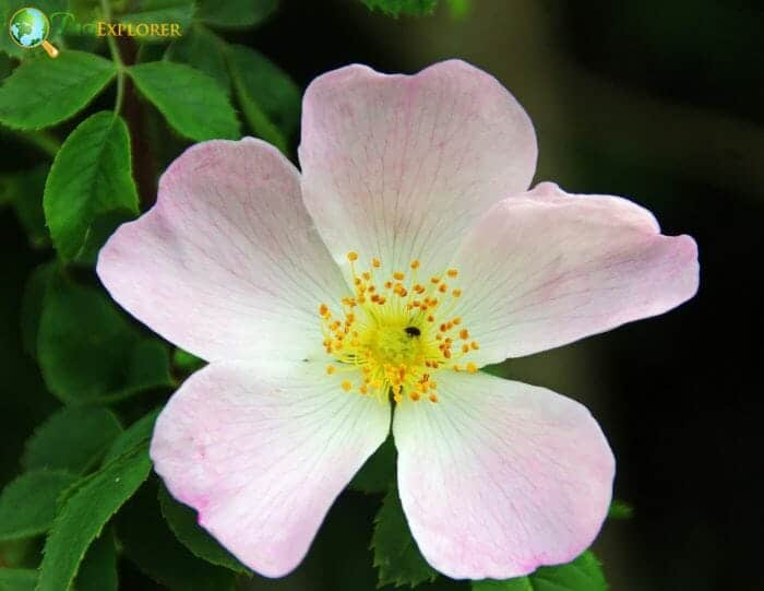 Eglantine Flower