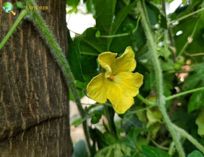 Elastic Momordica Flower